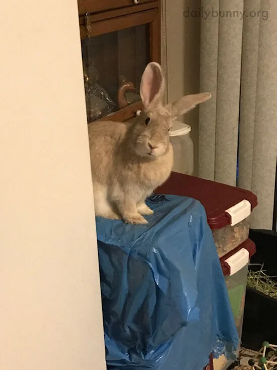 Human Has 100% of Bunny's Attention