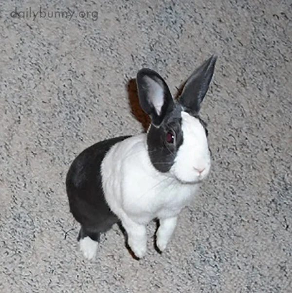 Treats? Do You Have Treats, Human?