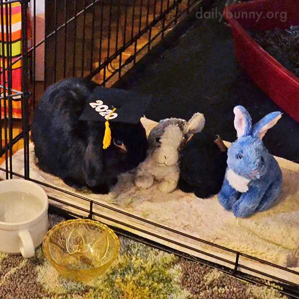 Bunny Wishes the Class of 2020 a Happy Graduation! 4