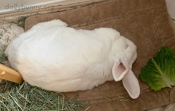 Try to Stop Yourself from Reaching Out to Pet Bunny