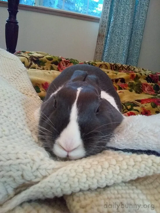 Bunny Knows How to Spend a Sunday Morning