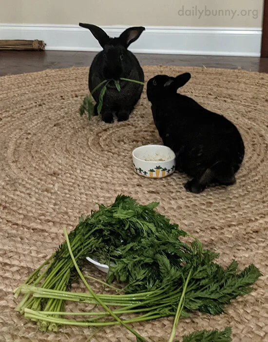 Bunny Just Wants What Her Friend Has