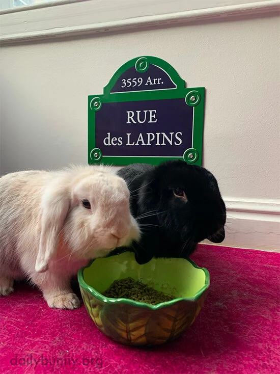 Bunnies Will Take Their Petit Déjeuner on Rue des Lapins, Thank You