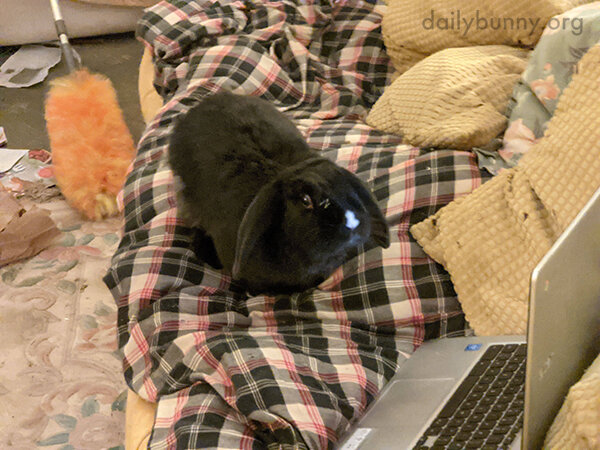 Bunny Checks the Rabbital Controls on Human's Computer