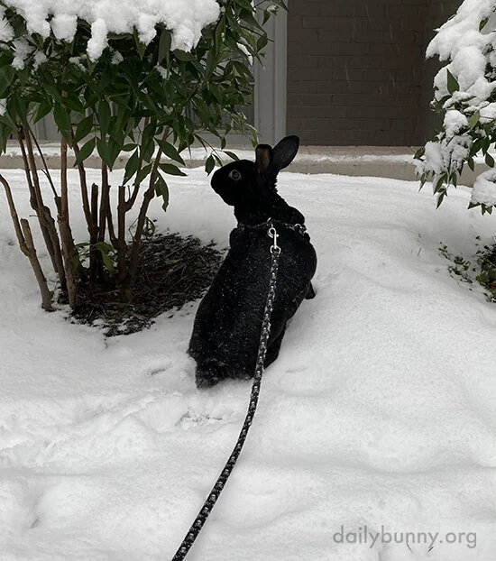 Bunny's Not Sure What to Make of This Snow, But He's Pretty Sure He Doesn't Like It