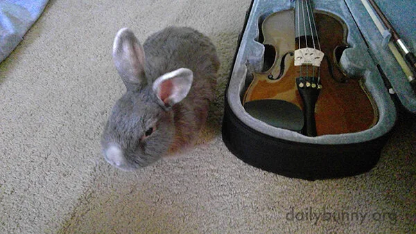 Time to Practice, Human! Play Something Suitable for a Nap, Okay?