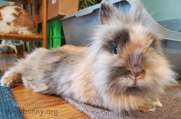 Of Course You're Cute, Bunny, But So Is That Bunny Bum Behind You