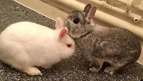 These Bunnies Really Love Each Other — The Daily Bunny