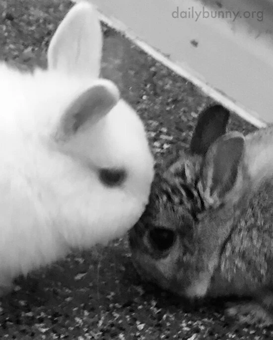 These Bunnies Really Love Each Other — The Daily Bunny