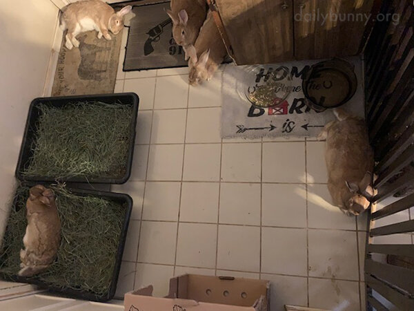 Bunnies Rest Up for Some Mischief Later
