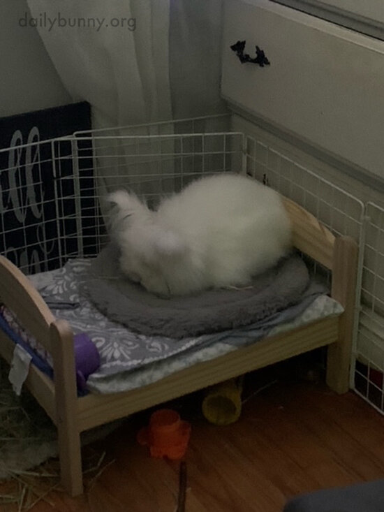 Bunny's Just Loafing Around in Bed — The Daily Bunny