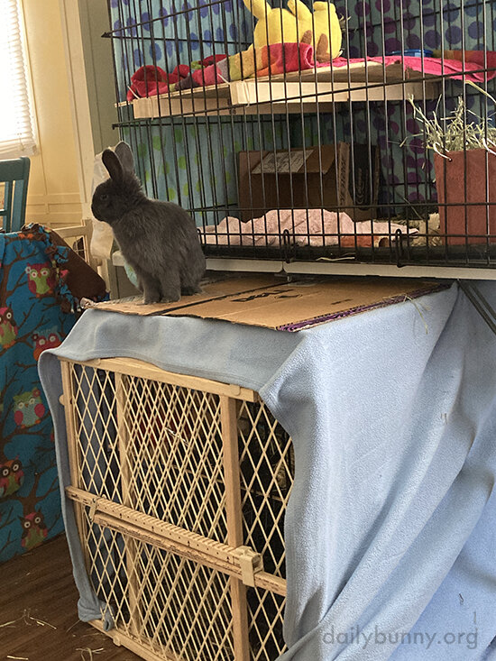 Bunny Surveys All That Is Bunny's... And Human's, Which Is Bunny's