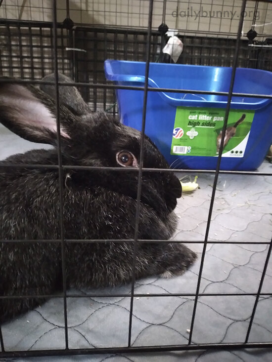 ANOTHER Photo, Human? Oh Go On, Capture My Cuteness.