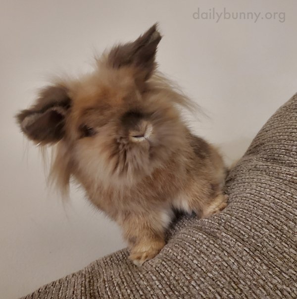 I Love Your Fluffy Little Tail, Bunny — The Daily Bunny