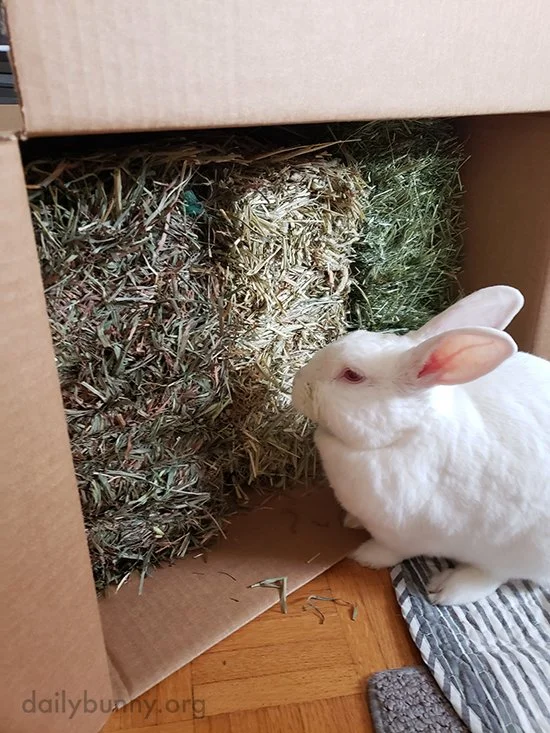 Ever Heard of Neapolitan Hay? Bunny Has.