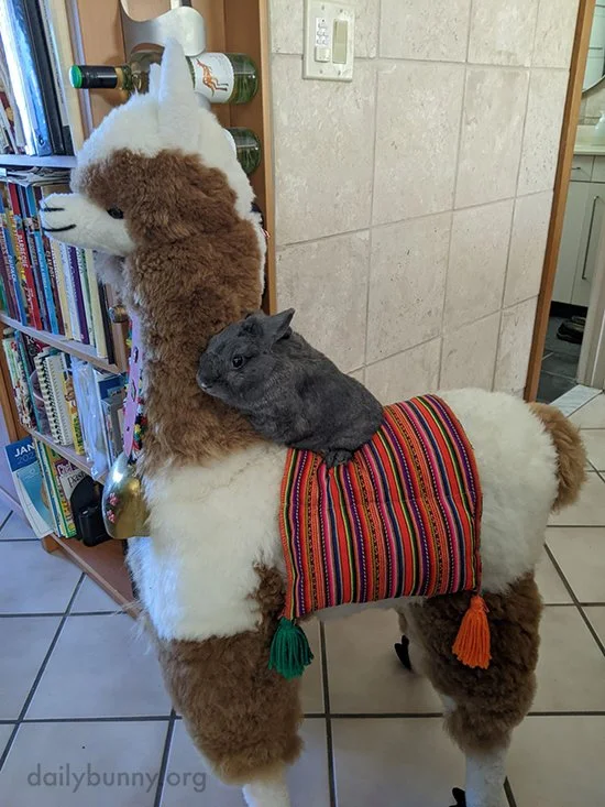 Bunny Is Hard at Work Building a Fort From All This Hay — The Daily Bunny
