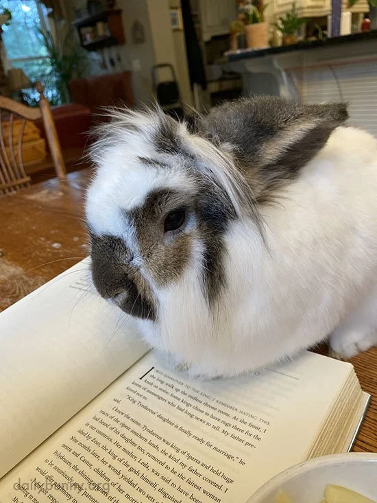 Bunny Is Happy to Help as a Bookmark in Exchange for a Bit of Whatever's in That Bowl There