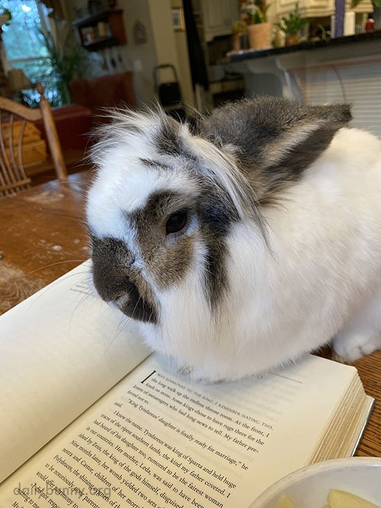 Bunny Is Happy to Help as a Bookmark in Exchange for a Bit of Whatever