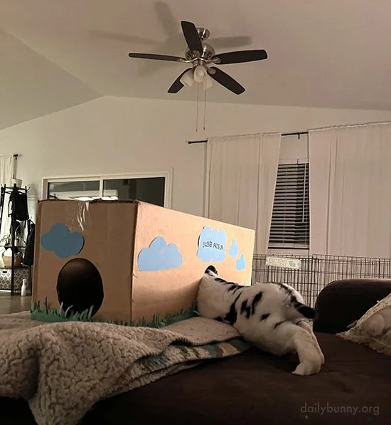 Bunny's Bungalow Can Go Anywhere — The Daily Bunny