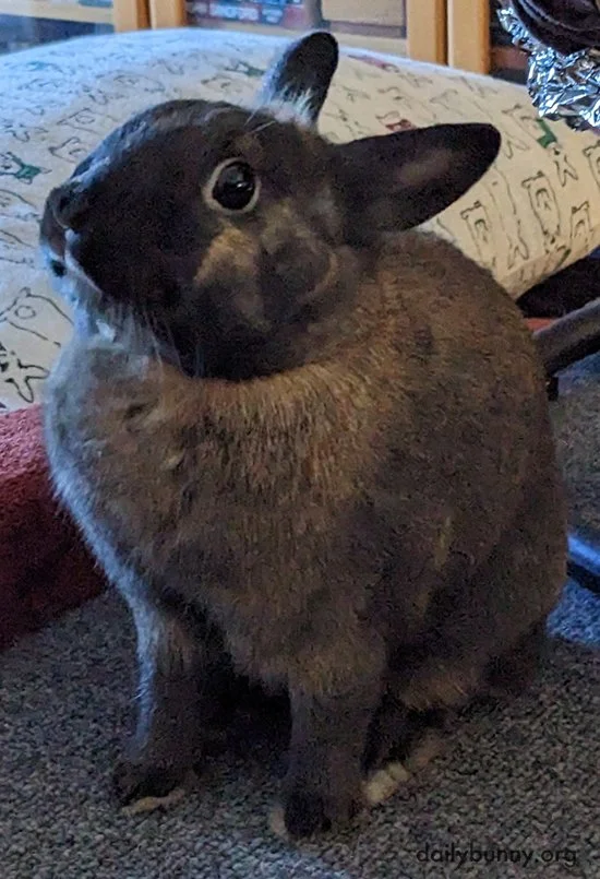 How Do You Say No to This Face? I Guess You Just... Can't.