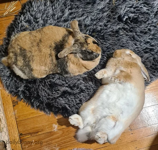 Bunny Is Crashed. Out.