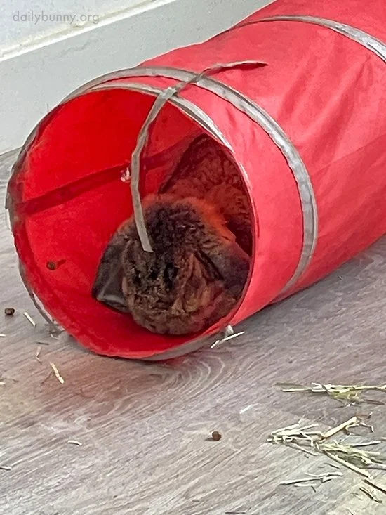 Bunny Has Recovered and Is Back to His Napping Schedule