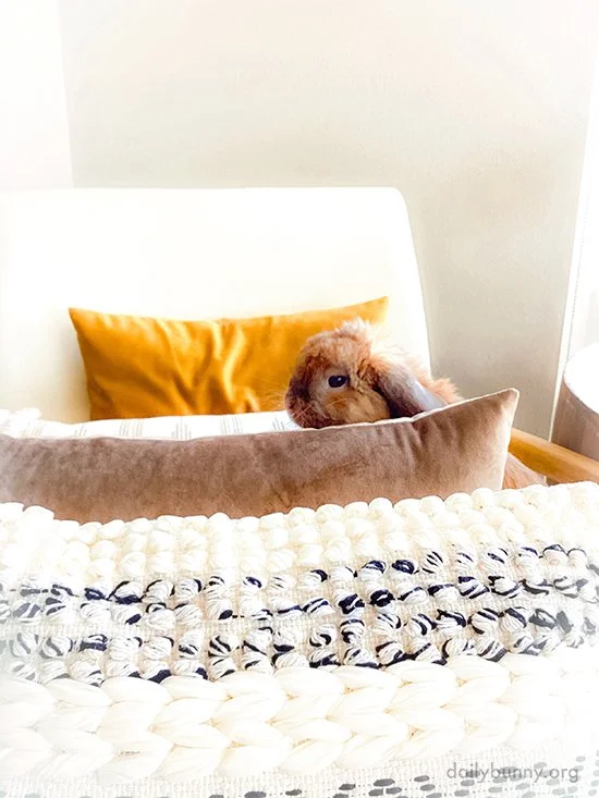 Bunny's on a Mission to Find the Comfiest Spot in a Sea of Comfy