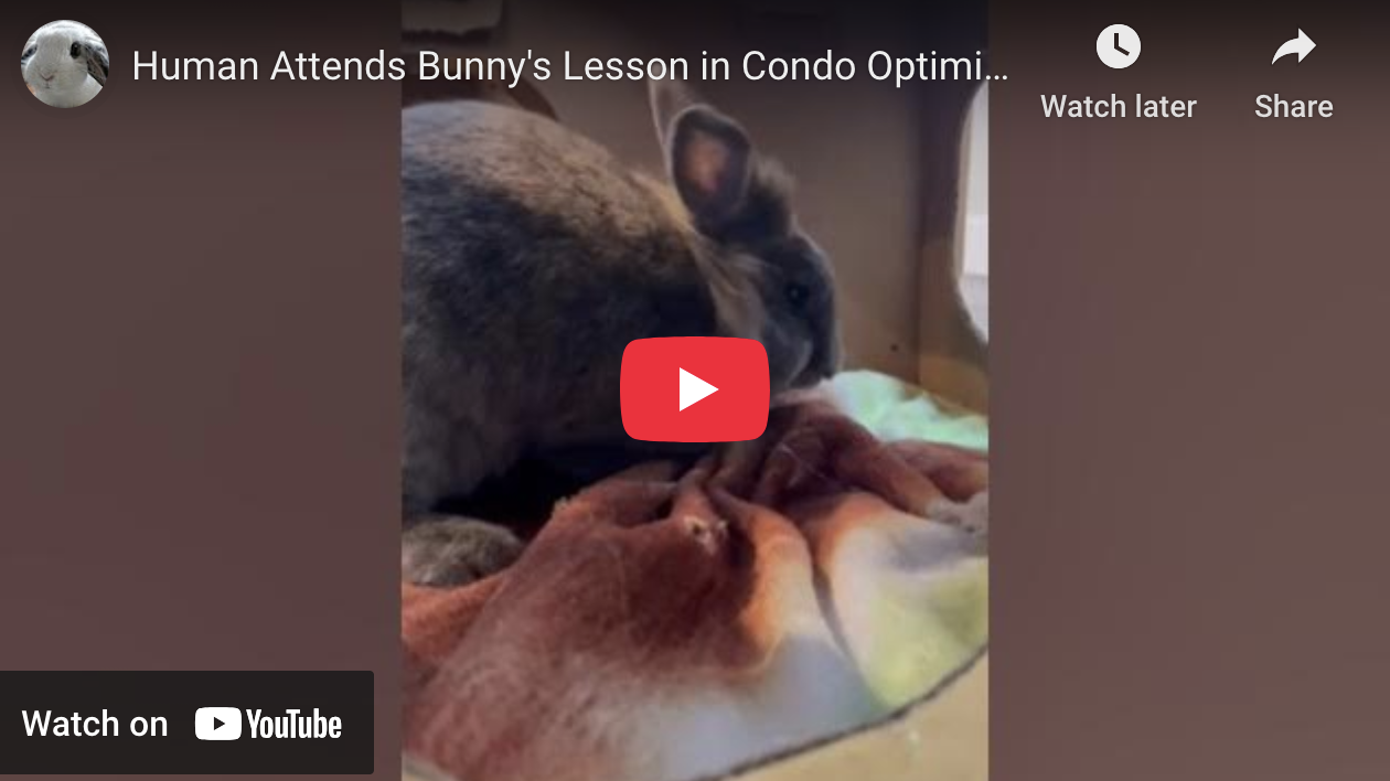 Human Attends Bunny's Lesson in Condo Optimization — The Daily Bunny