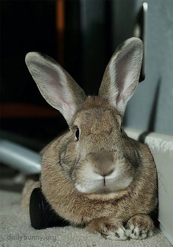 Toupee? I Don't Know Her.