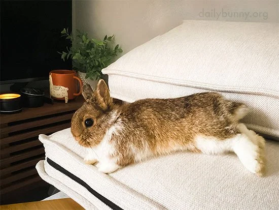 Hope You Too Can Relax on This Lazy Bunday