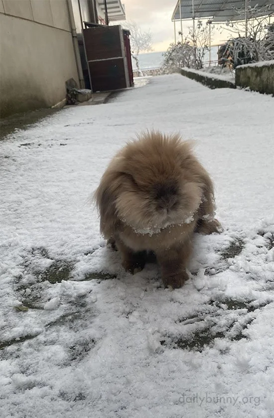 Bunny Has a Sweet Little Snow Beard