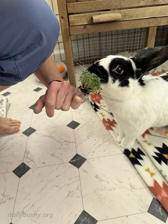 A Ring Pop for Bunny