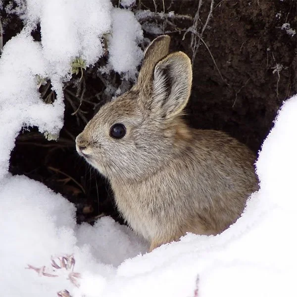 How Can One Little Animal Be So Cute?