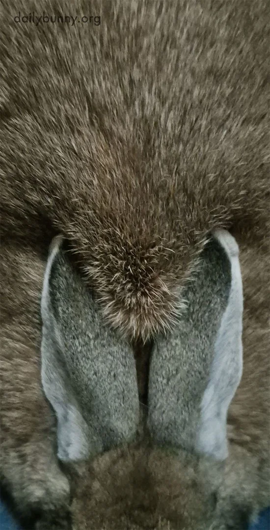 Time to Pet the Ears