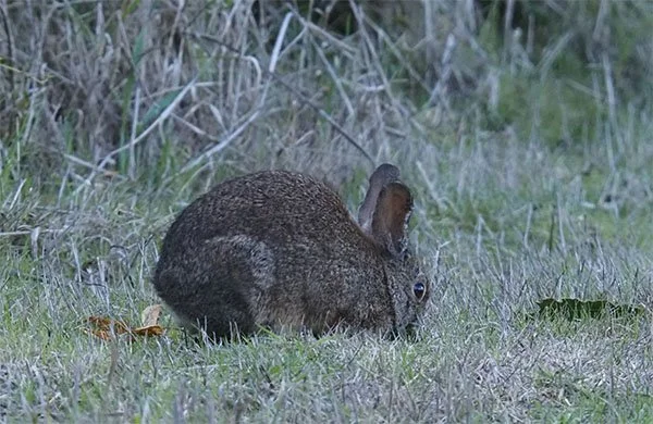 Just a Mystery Brush Bunny Going About Her Business