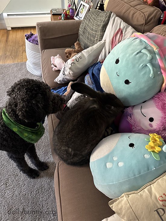 A Bunny Among Squishmallows: The Ultimate in Softness