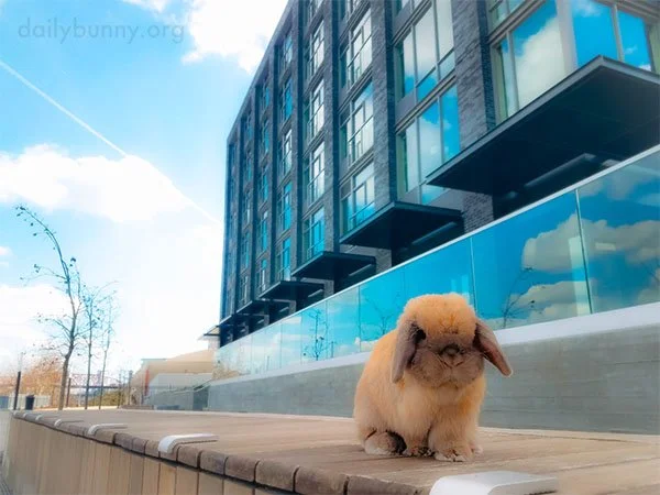 Bunny Goes Back to the Office