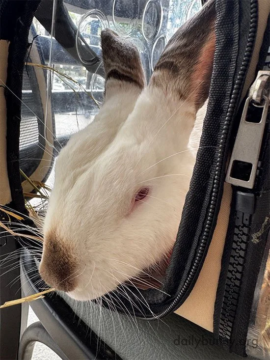 Bunny Goes Out on the Town