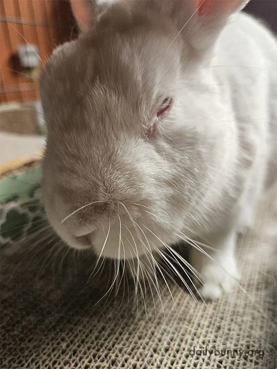 Bunny Is Very Much Not Amused