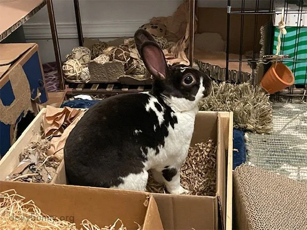 A Bunny Who Would Do It Again