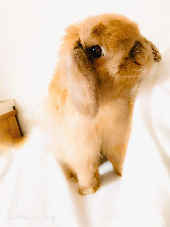 Good Morning! What Adventures Await You Today, Bunny?