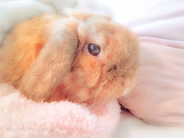 Bunny's Taking a Day Off of Work to Catch Up on Naps