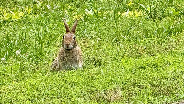 Bunny's Eyes and Ears Are on Full Alert