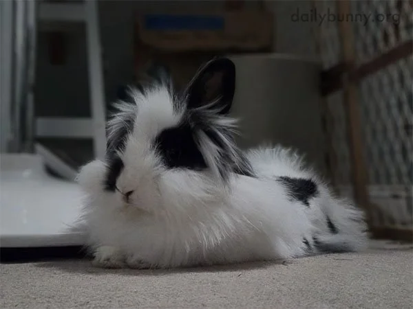 Regal, Yet Absurdly Floofy