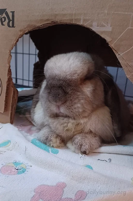 The First Step of Post-Vet Protocol Is the Nap