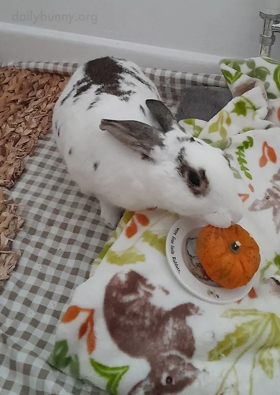 Bunny's Not Outnumbered This Time, Maybe That's It