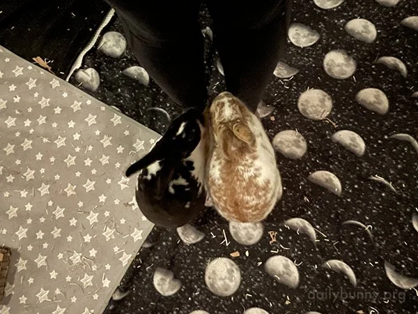 And Now For Bunnies' First and Final Trick...