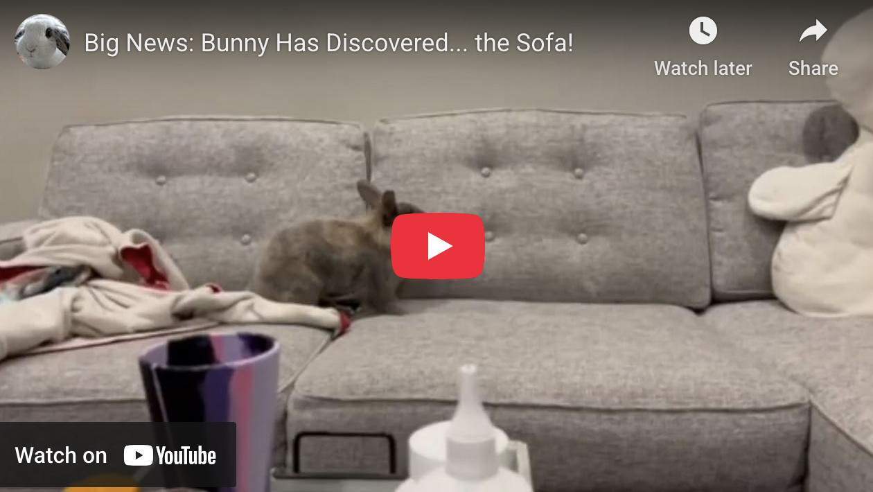 Big News: Bunny Has Discovered... the Sofa!