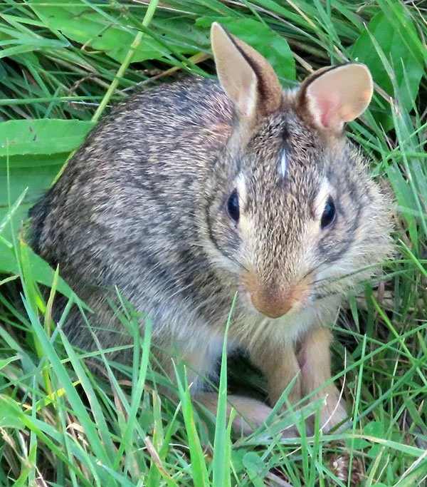 How's This for Mystery Bunny's Not-So-Mysterious-Anymore Snoot?