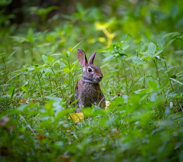Mystery Bunny and Her Mysterious Smile